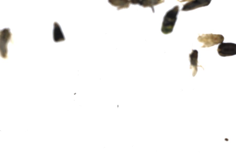 Image 61
